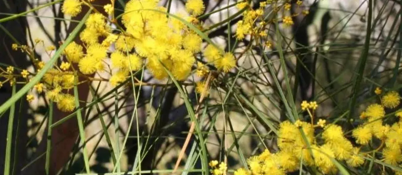 Acacia adunca