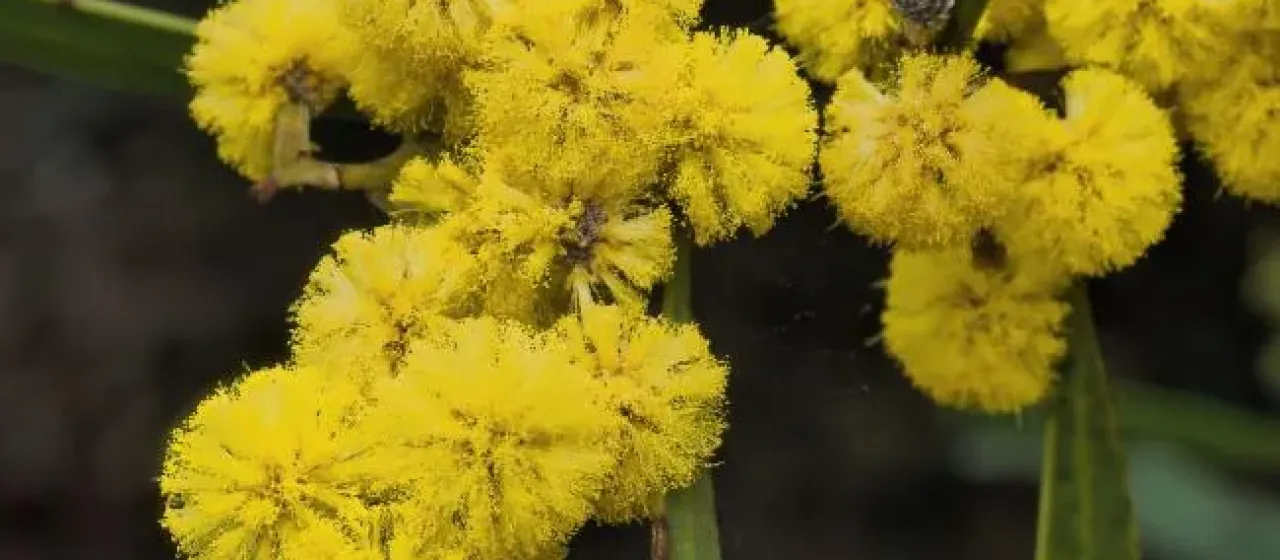 Beckler's wattle