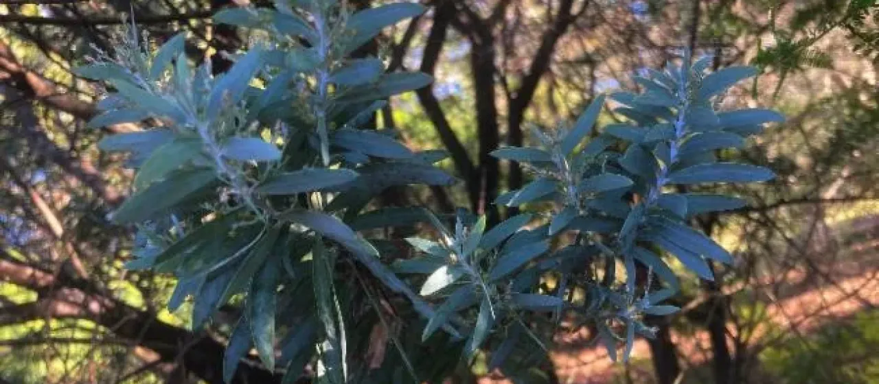 Acacia covenyi