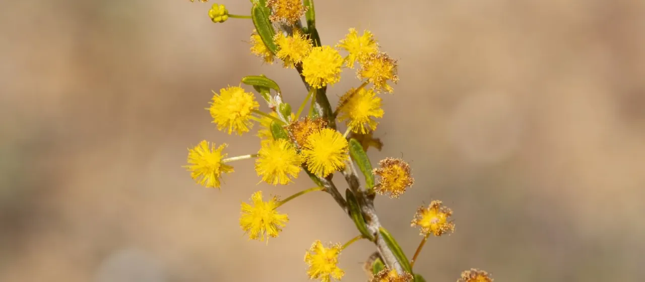 Acacia lineata