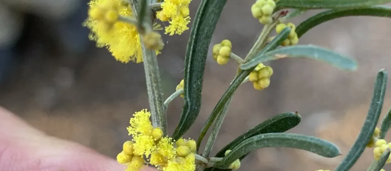 Wavy-leaved acacia