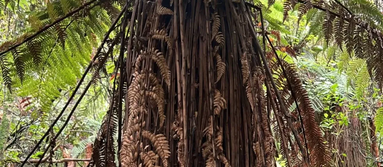 Dicksonia fibrosa