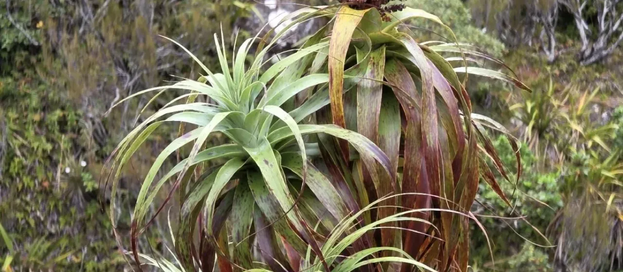 Dracophyllum traversii