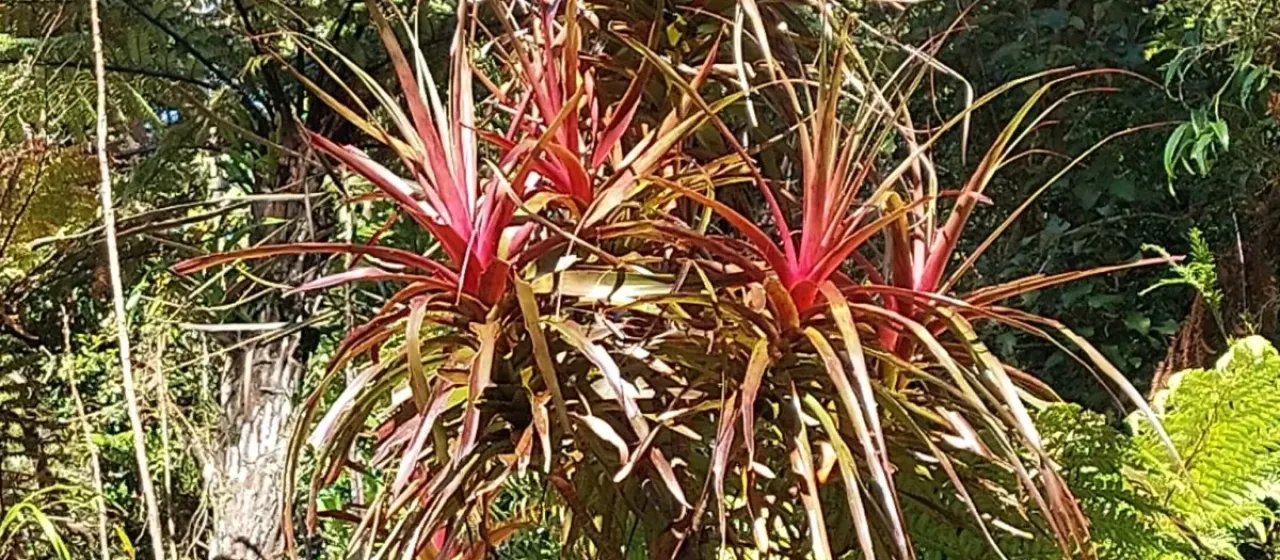 Dracophyllum latifolium