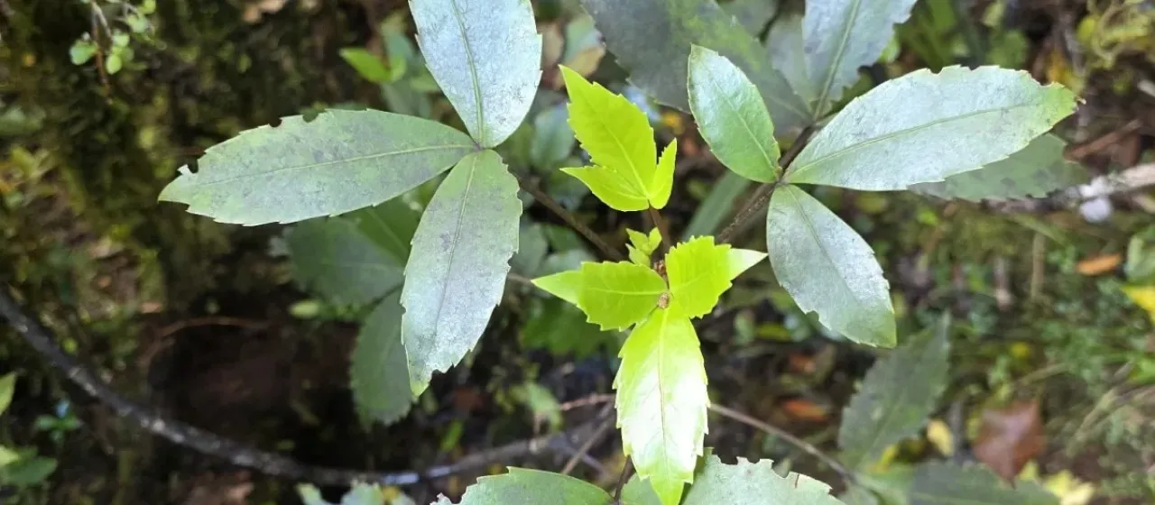 Pseudopanax colensoi
