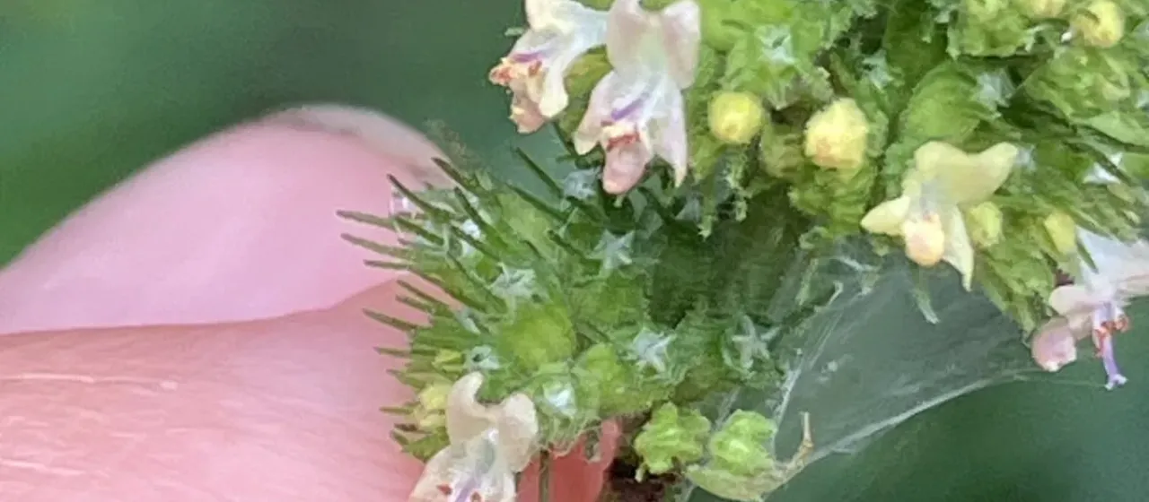 Hyptis pectinata