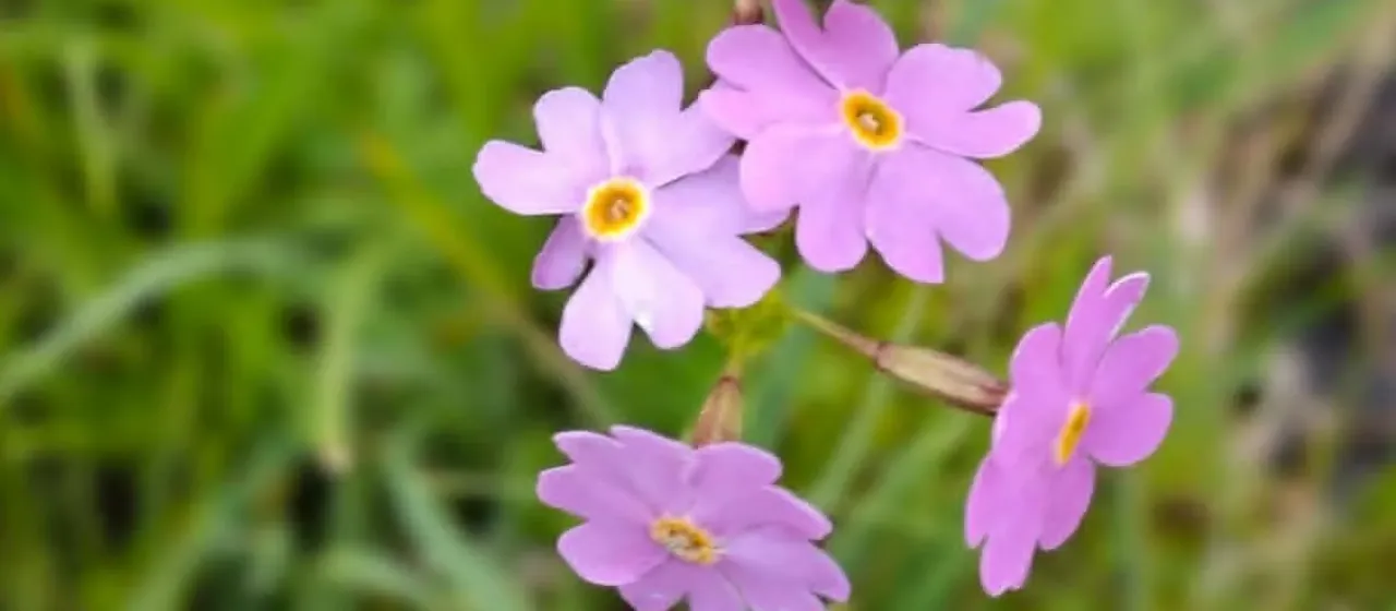 Примула поникающая