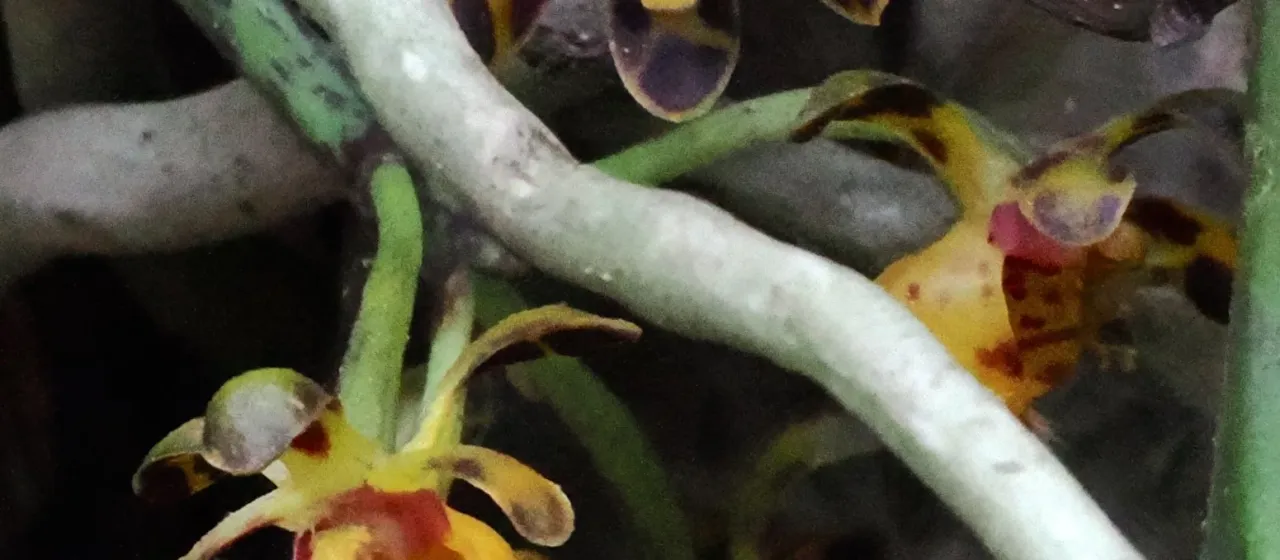 Gastrochilus calceolaris