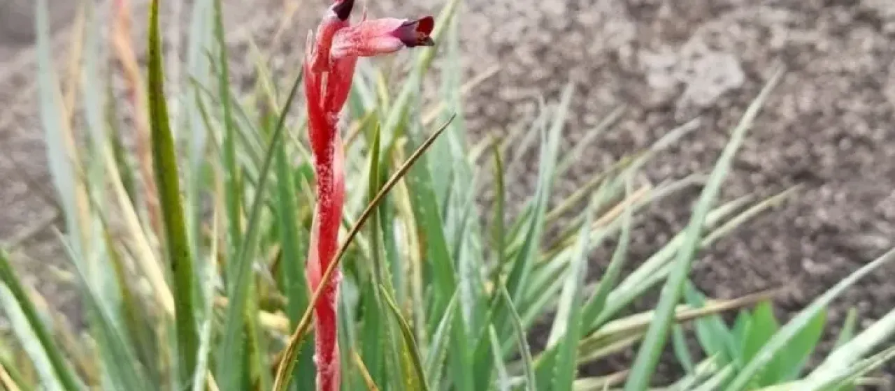 Fernseea itatiaiae