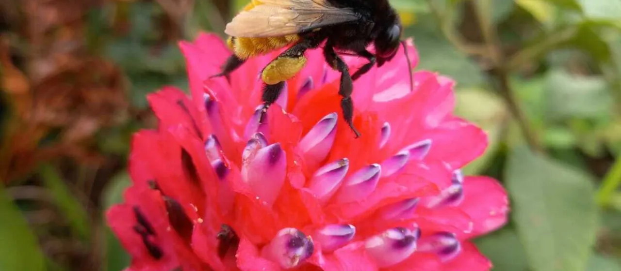 Quesnelia arvensis