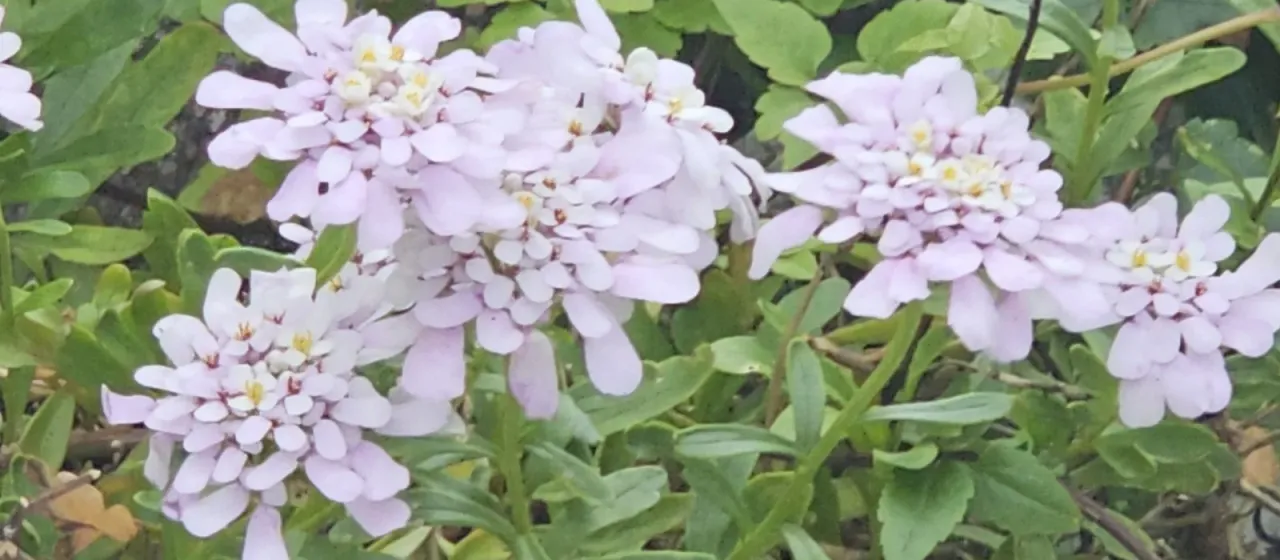 Gibraltar candytuft