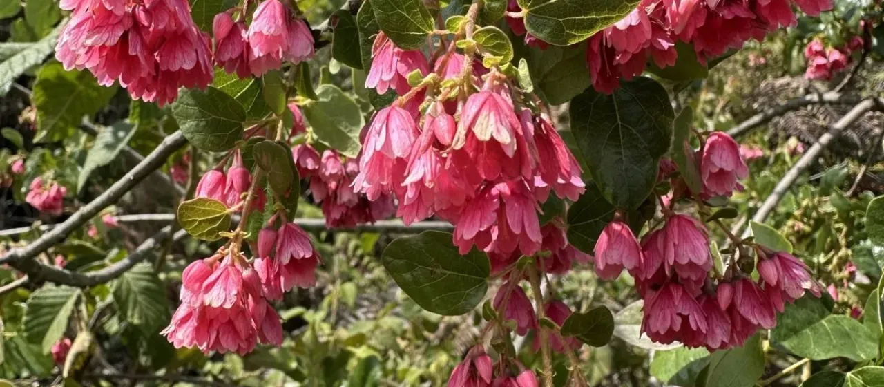 Vallea stipularis
