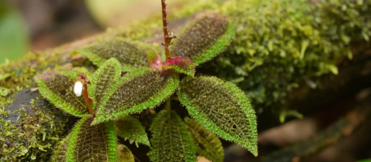 Triolena pustulata
