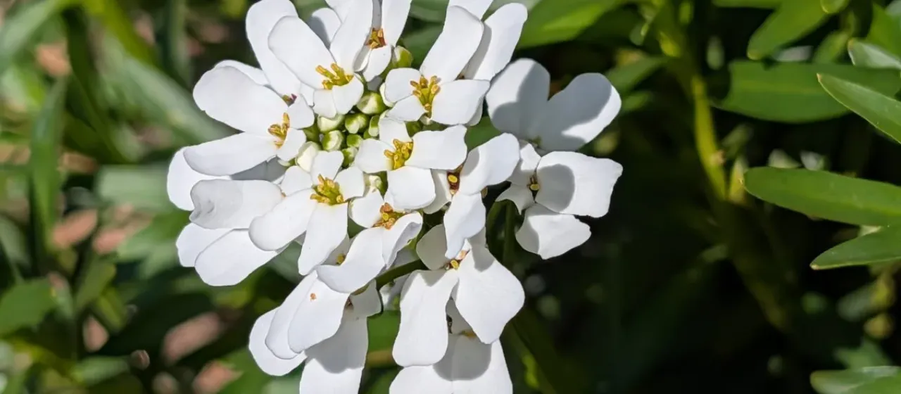 Candytuft
