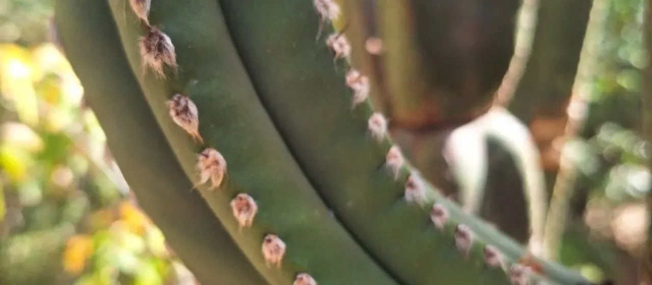 Pilosocereus floccosus