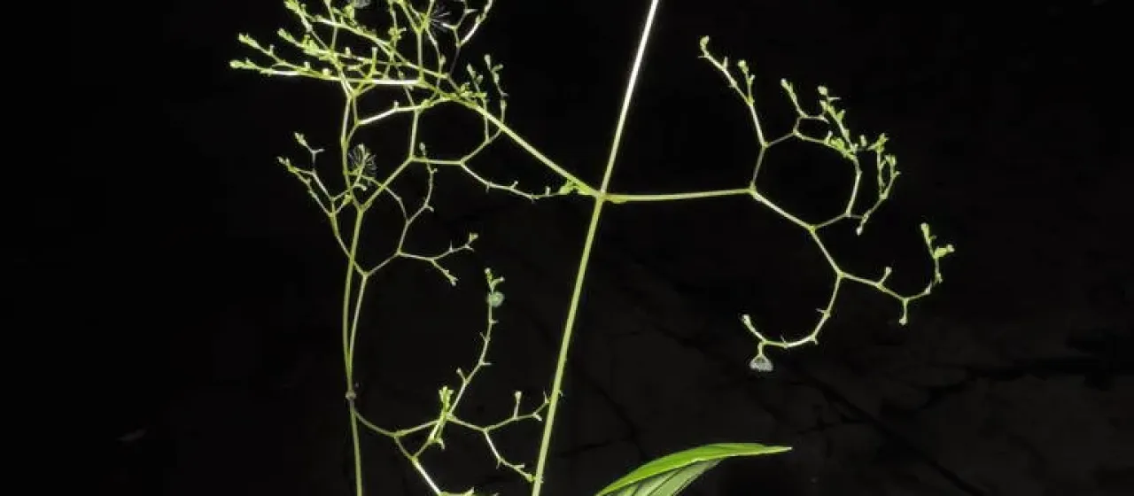 Valeriana scandens