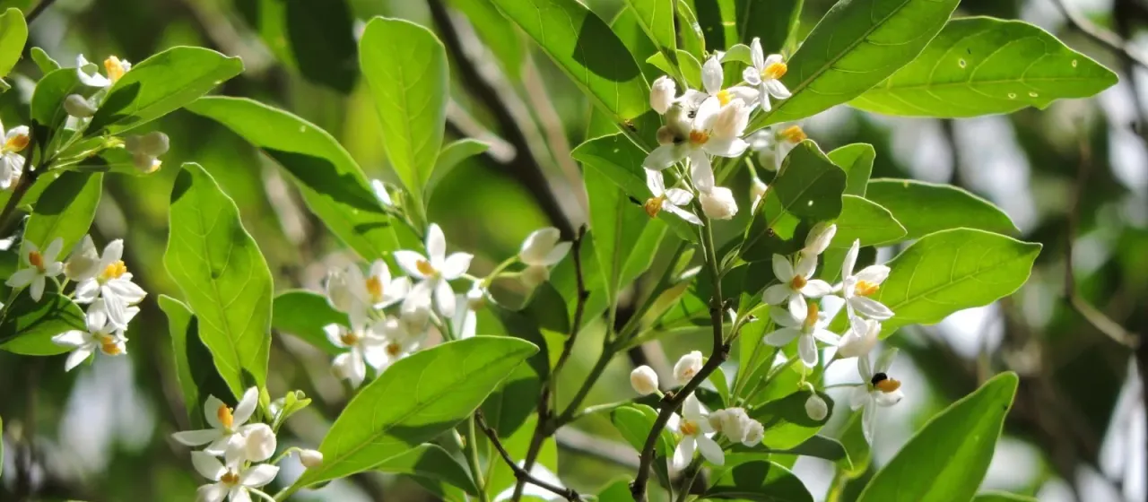 Solanum pseudoquina