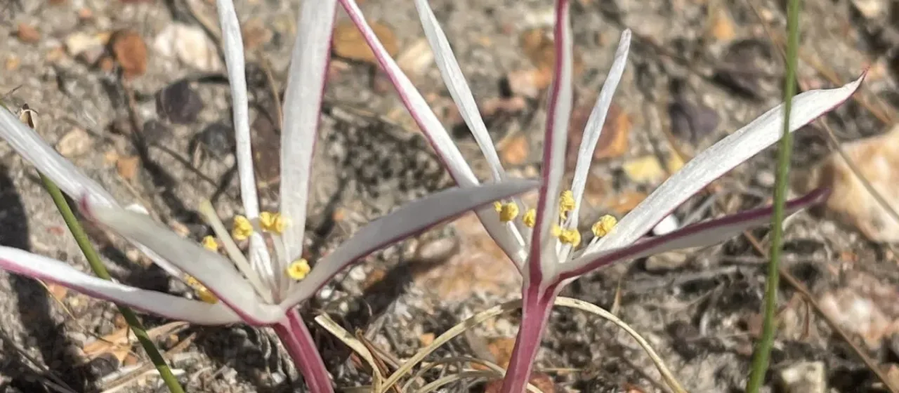 Gethyllis afra