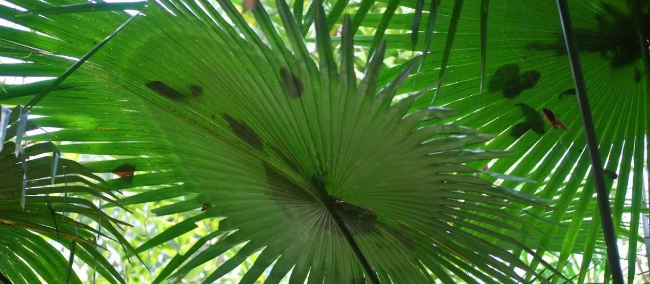 Kerriodoxa