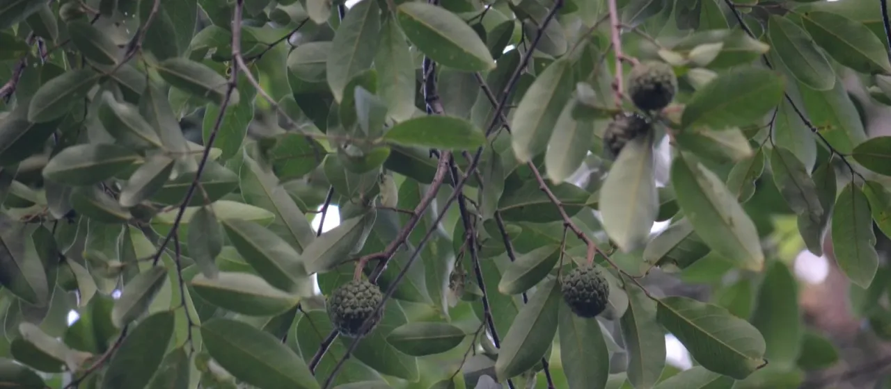 Annona dolabripetala