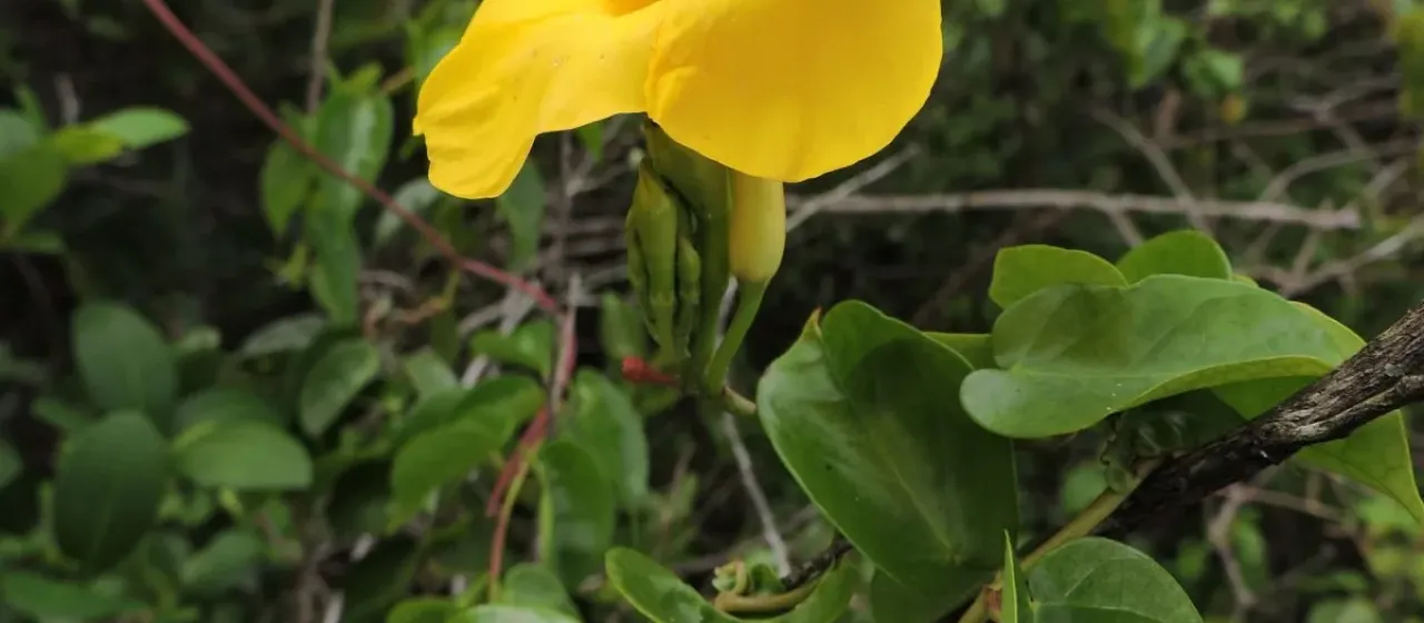 Mandevilla funiformis