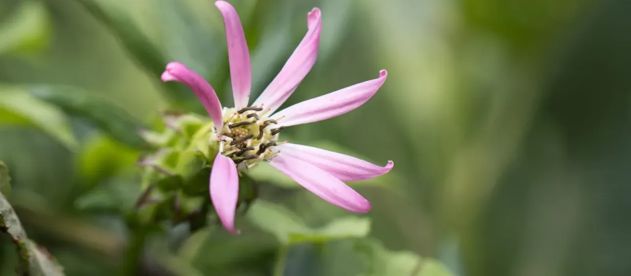 Mutisia speciosa