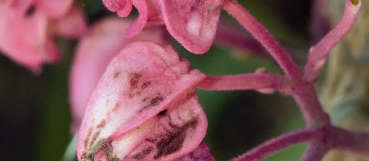 Fridericia speciosa
