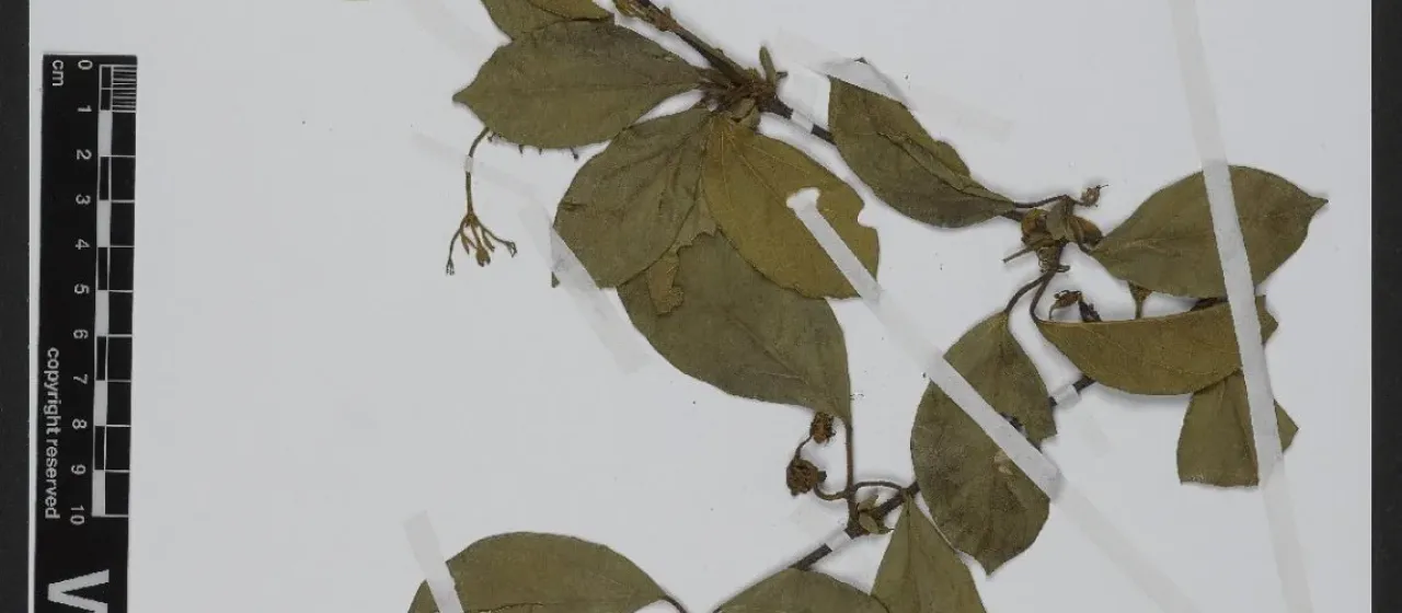 Amphilophium dusenianum