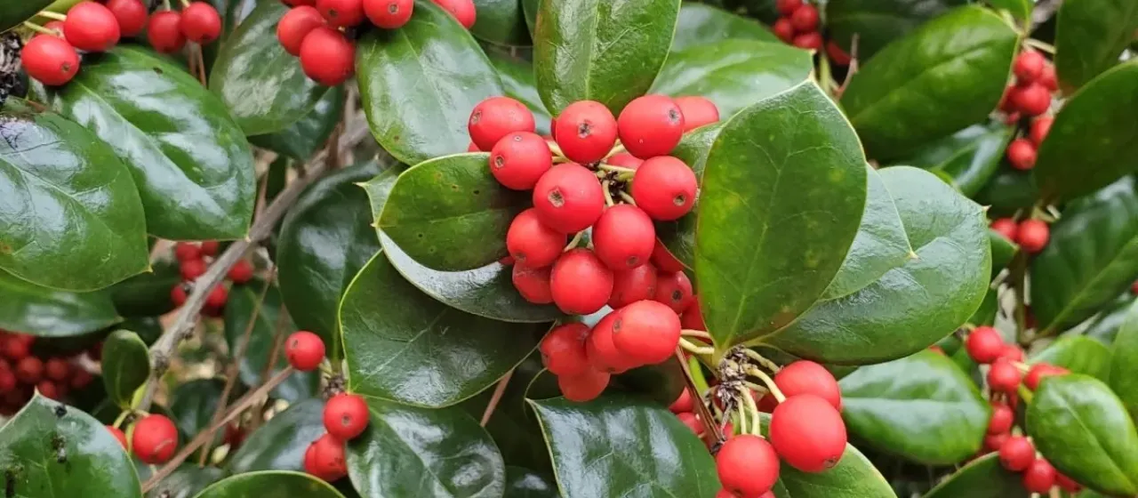 Chinese holly