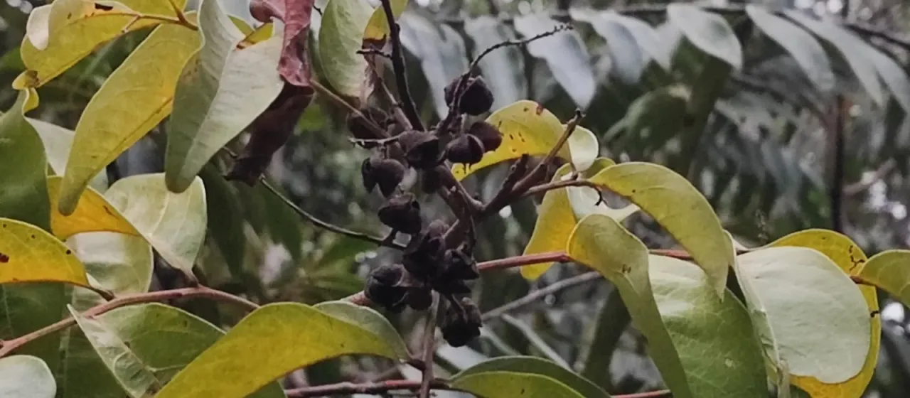 Matayba guianensis