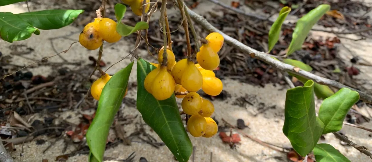 Cupania emarginata
