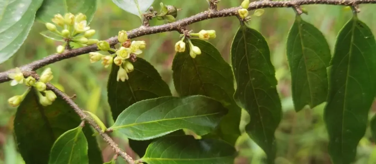 Casearia arborea