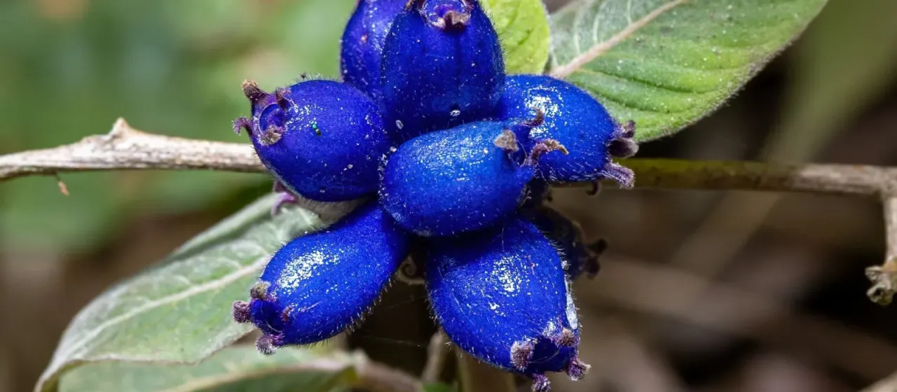 Coccocypselum lanceolatum