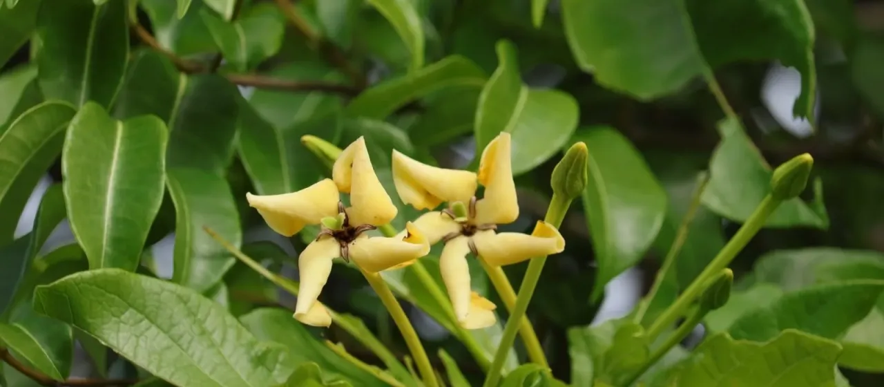 Tocoyena sellowiana