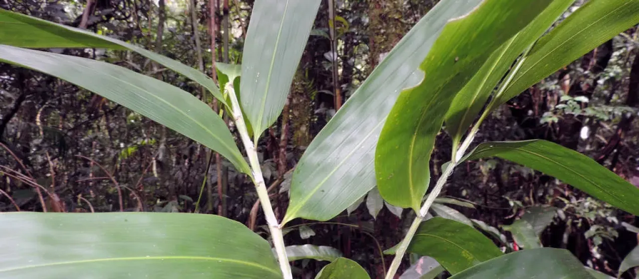 Guadua tagoara