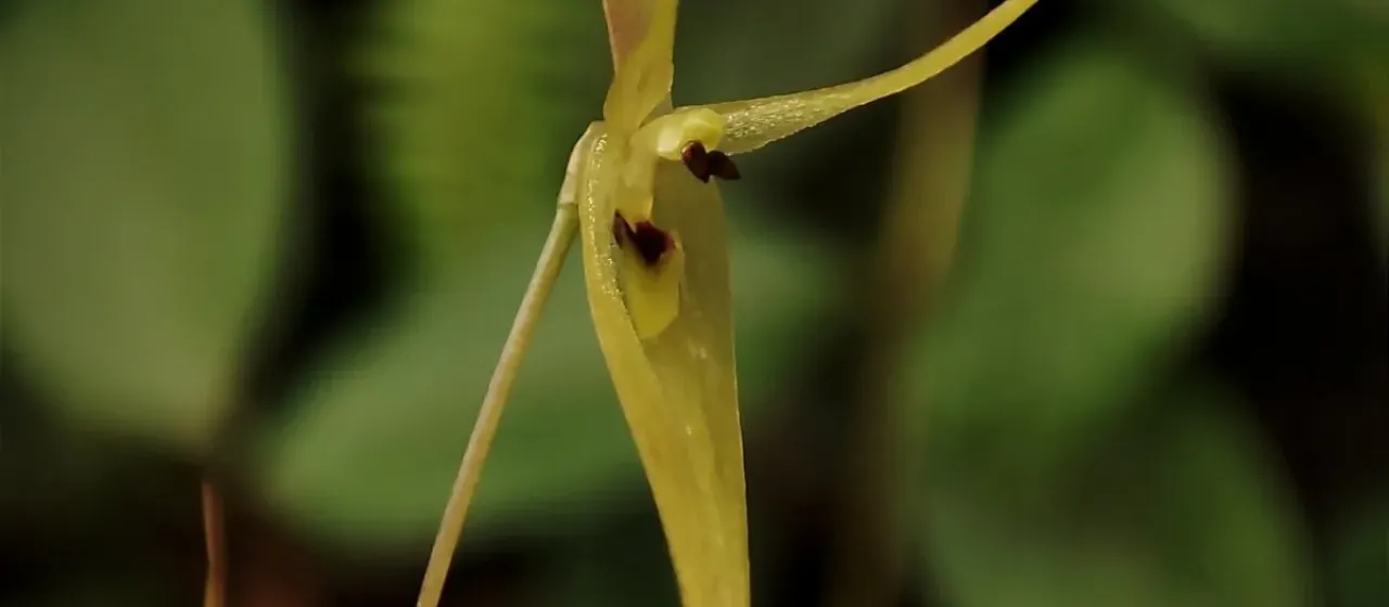 Barbosella porschii