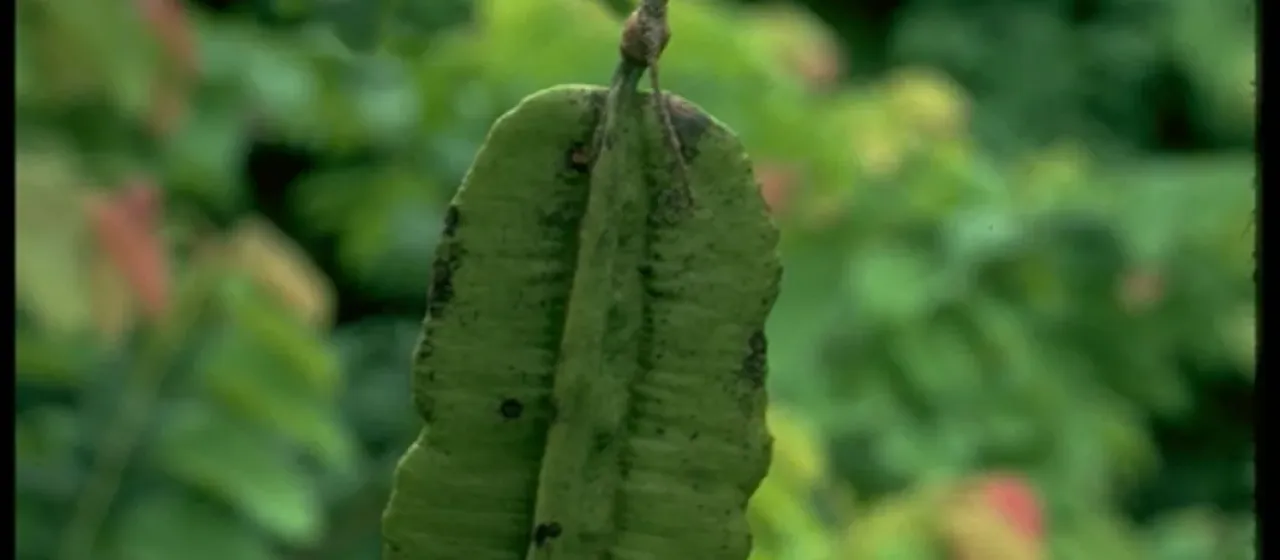 Tetrapleura tetraptera