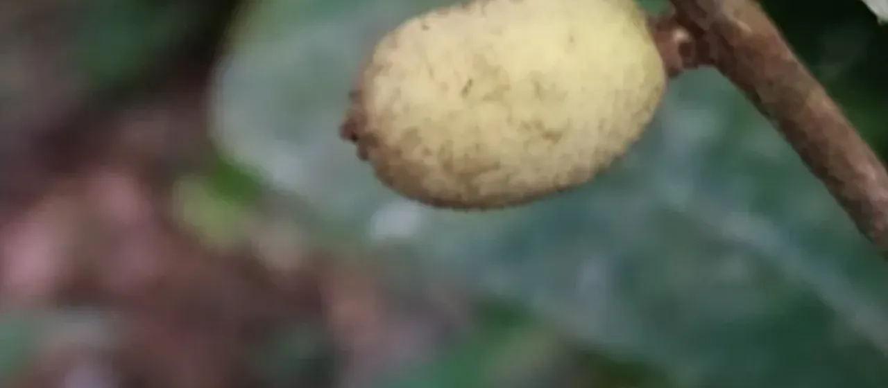 Calycorectes