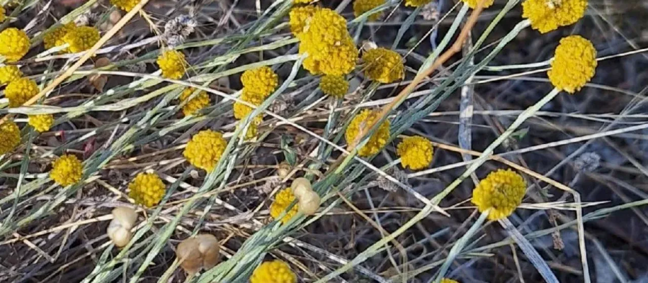 Lemon Beauty Heads