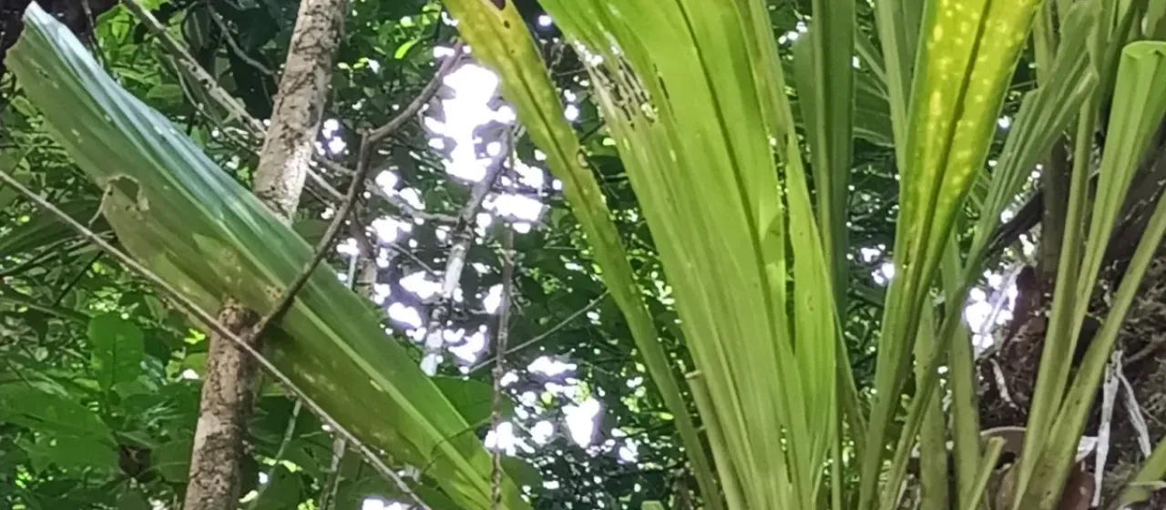 Ludovia lancifolia