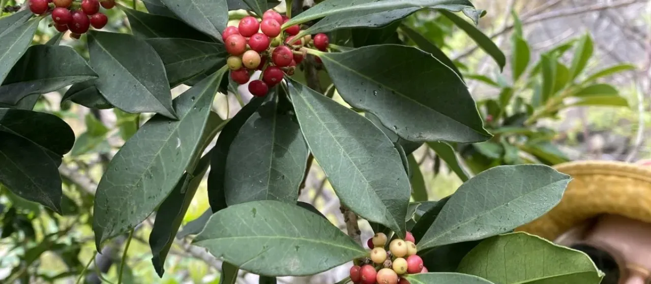 African holly