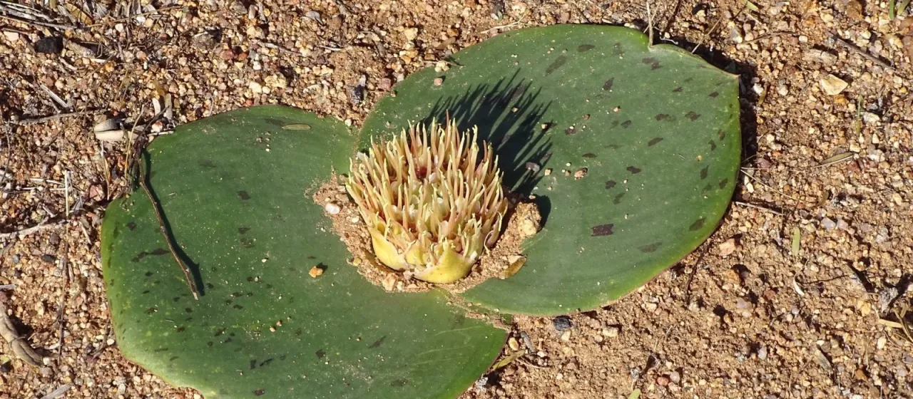 Massonia depressa