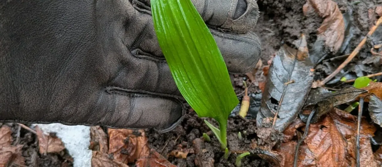 Ramsons