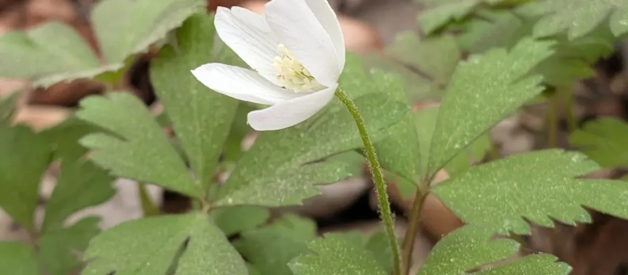 Wood anemone