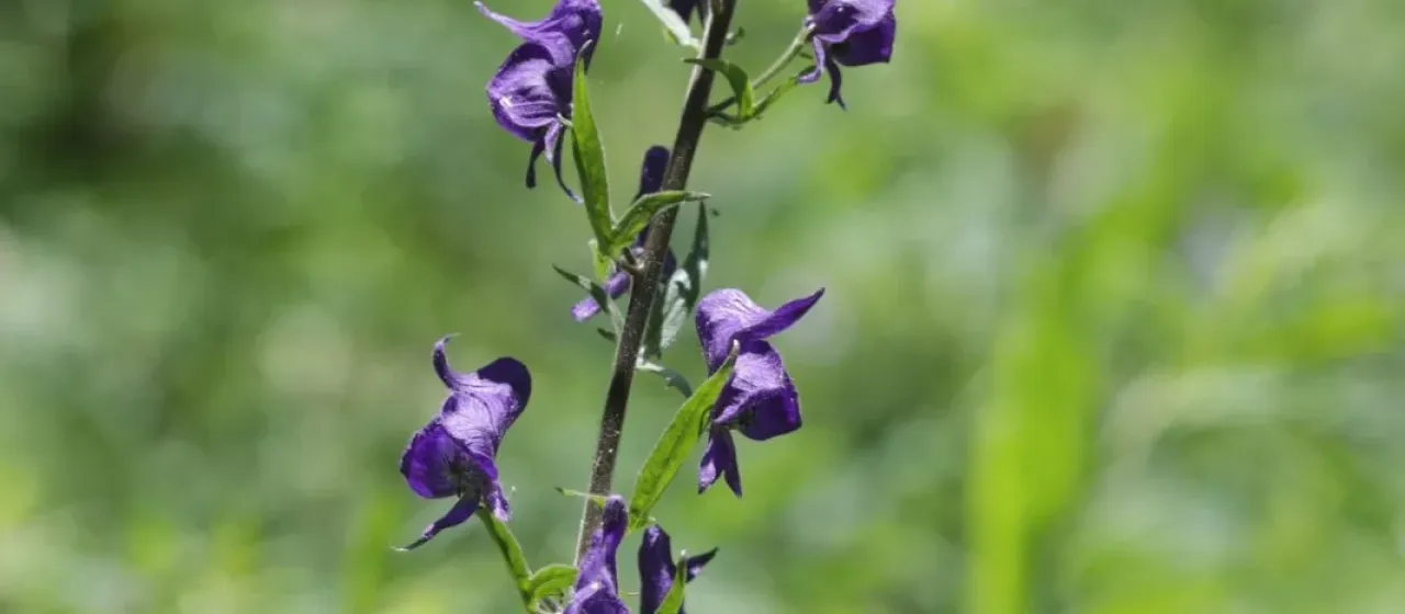 Columbian monkshood