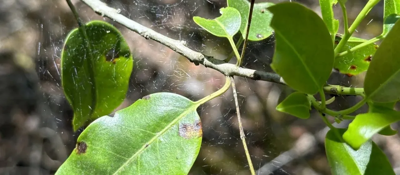 Longstalk holly