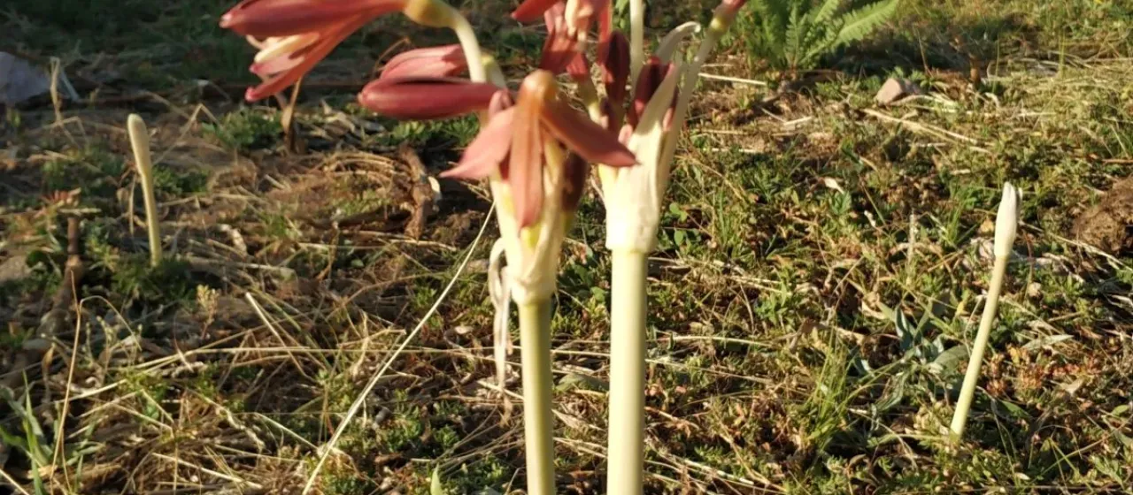 Ungernia sewerzowii