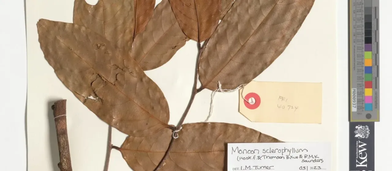 Monoon sclerophyllum
