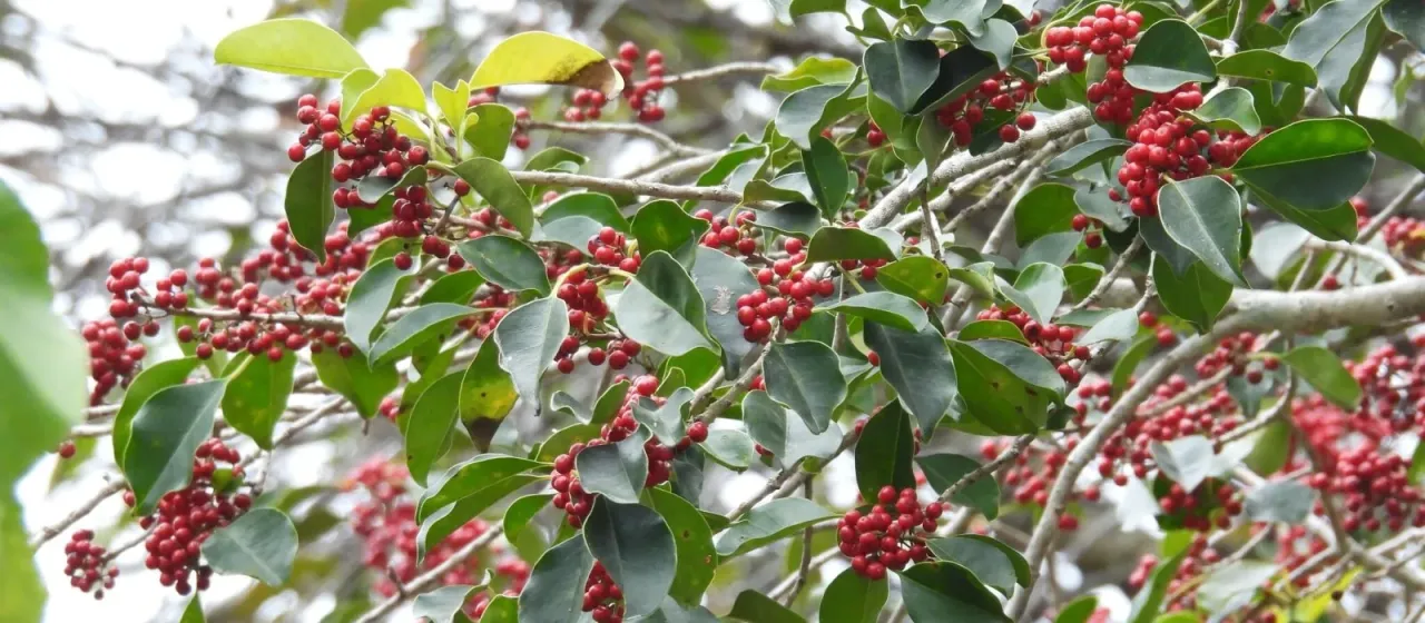 Round holly