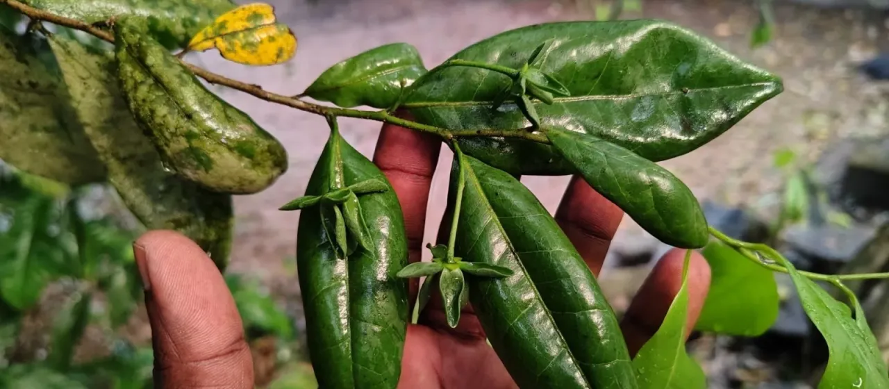 Huberantha korinti